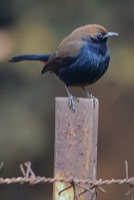Indian robin